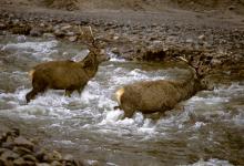 Red Deer Stags  Scotland DM0647