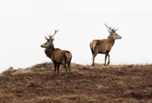 Red Stags  Islay  1  2010