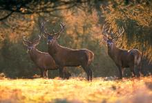 Red Deer Stags DM0716