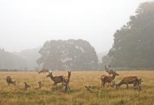 Red Deer in the Mist DM0628