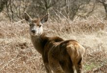 Poor Condition  Red Hind  Jura     2010