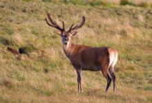 Red Stag in Velvet DM0787