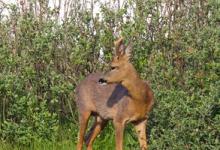 Roe Deer  Buck DM1133