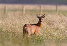 Roe Deer  Buck DM1141