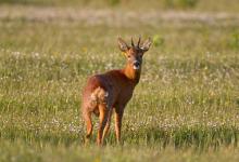 Roe Deer  Buck DM1142