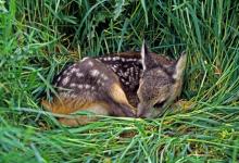 Roe Fawn