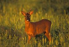 Roe Deer Buck DM0686