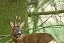 Roe Deer Buck DM0687