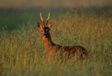 Roe Deer Buck DM0689