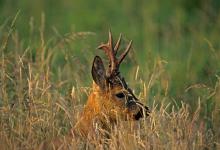 Roe Deer Buck DM0691