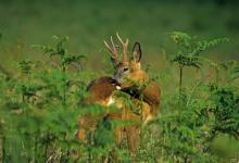 Roe Deer Buck DM0692