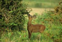 Roe Deer Buck DM0693