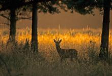 Roe Deer Buck DM0694