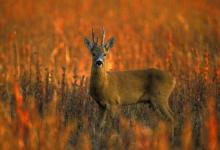 Roe Deer Buck DM0697