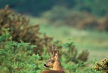 Roedeer 1