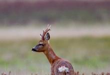 Roe Deer Buck DM1107