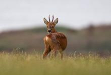 Roe Deer Buck DM1114