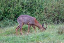 Roe Deer Buck DM1122
