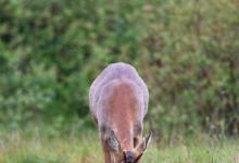 Roe Deer Buck DM1126