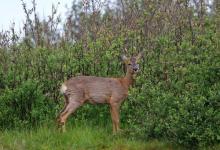 Roe Deer Buck DM1129