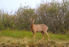 Roe Deer Buck DM1131