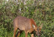 Roe Deer Buck DM1134