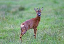 Roe Deer Buck DM1137