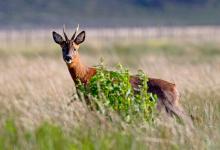 Roe Deer Buck DM1139