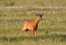 Roe Deer Buck DM1144