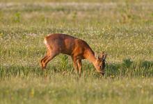 Roe Deer Buck DM1145