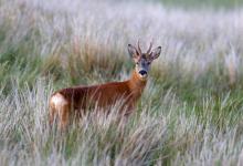 Roe Deer Buck DM1147