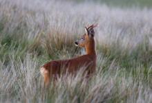 Roe Deer Buck DM1149