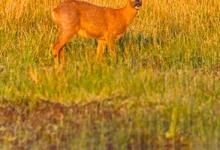 Roe Deer Buck DM1151