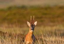 Roe Deer Buck DM1152