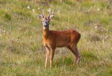 Roe Deer Buck DM1153