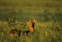 Roe Deer Doe 3.