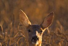 Roe Deer Doe DM0720