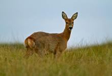 Roe Deer Doe DM1108