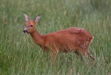 Roe Deer Doe DM1115