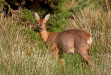 Roe Deer Doe DM1123