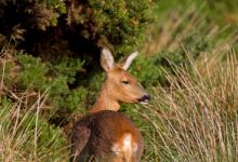 Roe Deer Doe DM1125