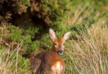 Roe Deer Doe DM1127