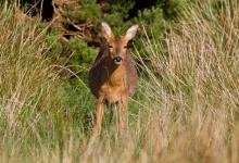 Roe Deer Doe DM1128