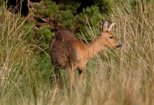 Roe Deer Doe DM1130