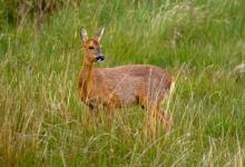 Roe Deer Doe DM1132