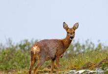 Roe Deer Doe DM1135