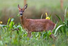 Roe Deer Doe DM1136