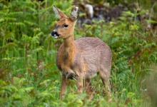 Roe Deer Doe DM1138