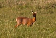 Roe Deer Doe DM1140