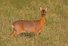 Roe Deer Doe DM1146